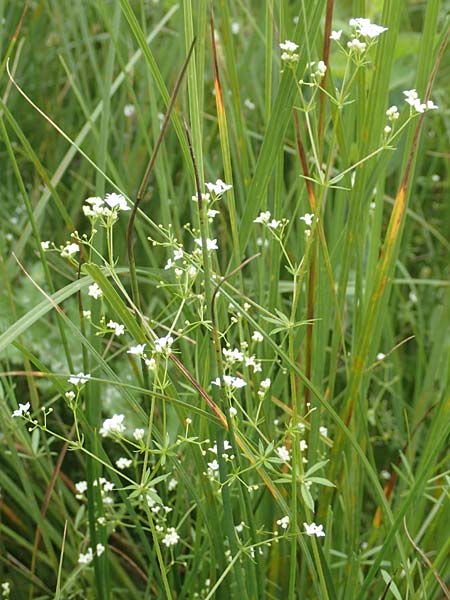 Galium uliginosum \ Moor-Labkraut / Fen Bedstraw, D Kleinwallstadt am Main 16.7.2016