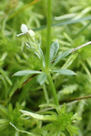Galium uliginosum \ Moor-Labkraut / Fen Bedstraw, D Olfen 27.5.2018