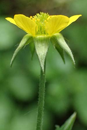 Geum urbanum \ Echte Nelkenwurz / Wood Avens, D Mannheim 24.5.2026
