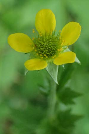 Geum urbanum \ Echte Nelkenwurz / Wood Avens, D Mannheim 24.5.2026