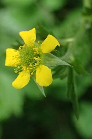 Geum urbanum \ Echte Nelkenwurz / Wood Avens, D Mannheim 24.5.2026