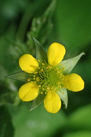 Geum urbanum \ Echte Nelkenwurz / Wood Avens, D Mannheim 24.5.2026