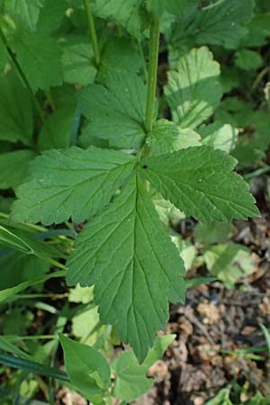 Geum urbanum \ Echte Nelkenwurz / Wood Avens, D Bad D&uuml;rkheim 25.5.2026