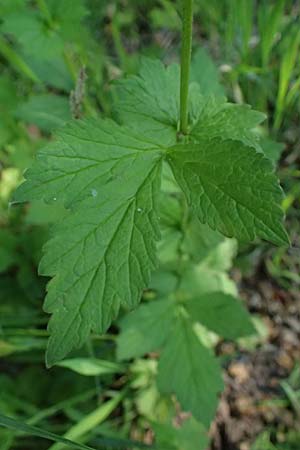Geum urbanum \ Echte Nelkenwurz / Wood Avens, D Bad D&uuml;rkheim 25.5.2026