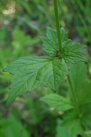 Geum urbanum \ Echte Nelkenwurz / Wood Avens, D Bad D&uuml;rkheim 25.5.2026