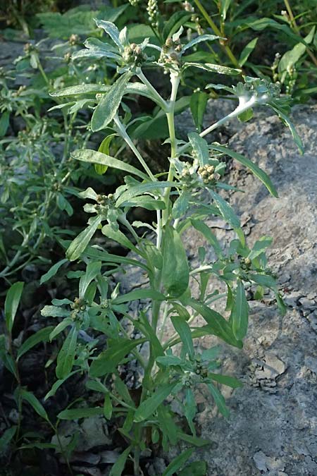 Gnaphalium uliginosum \ Sumpf-Ruhrkraut / Marsh Cudweed, D Eggenstein-Leopoldshafen 15.9.2026