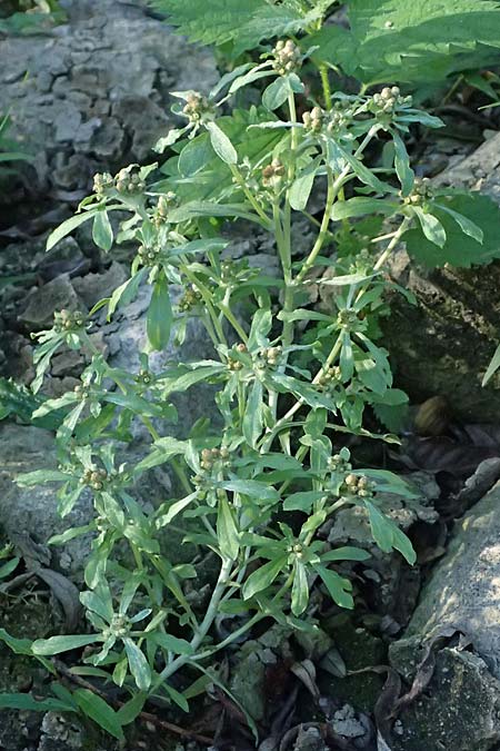 Gnaphalium uliginosum \ Sumpf-Ruhrkraut / Marsh Cudweed, D Eggenstein-Leopoldshafen 15.9.2026
