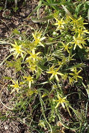 Gagea villosa \ Acker-Gelbstern / Hairy Star of Bethlehem, D Östringen-Eichelberg 18.3.2016