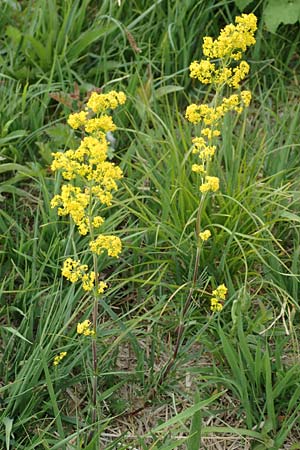Galium verum \ Echtes Labkraut / Lady's Bedstraw, D Neuleiningen 25.5.2020