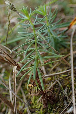 Galium verum \ Echtes Labkraut / Lady's Bedstraw, D Hohwacht 13.9.2021