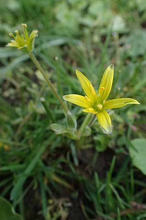 Gagea villosa \ Acker-Gelbstern / Hairy Star of Bethlehem, D Mannheim 31.3.2026