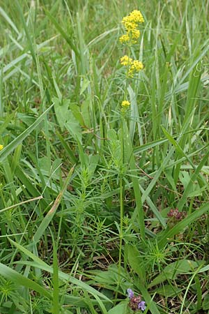 Galium wirtgenii \ Wirtgens Labkraut / Wirtgen's Bedstraw, D Groß-Gerau 28.7.2017