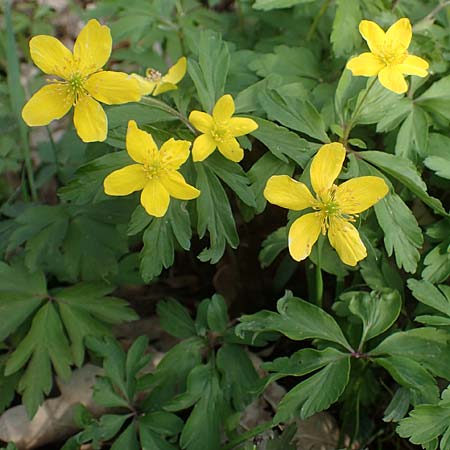 Anemone ranunculoides \ Gelbes Windrschen / Yellow Anemone, D Mannheim 9.4.2021