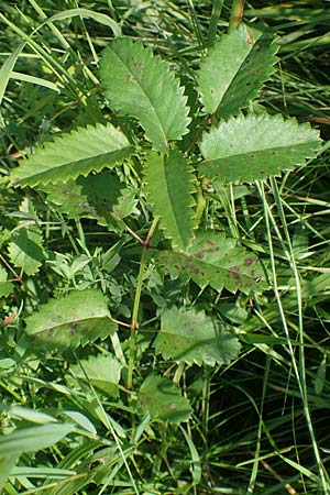 Sanguisorba officinalis \ Groer Wiesenknopf / Great Burnet, D Odenwald, Fürth 21.8.2021