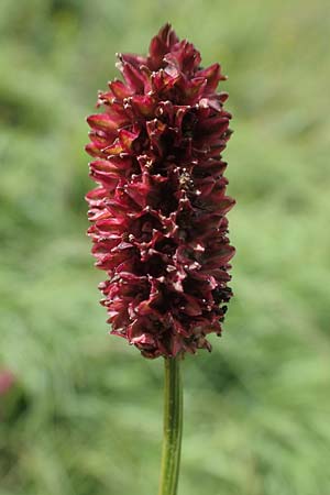 Sanguisorba officinalis \ Groer Wiesenknopf / Great Burnet, D Neuleiningen 26.8.2021