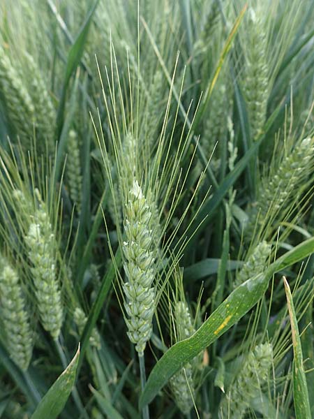 Triticum aestivum \ Saat-Weizen, Weich-Weizen / Bread Wheat, D Mannheim 3.6.2023