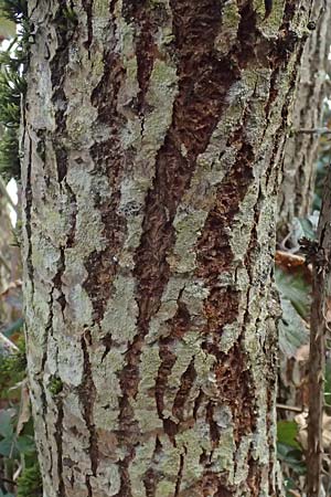 Salix cinerea \ Grau-Weide, Asch-Weide / Grey Willow, D Wagenschwend 15.3.2025