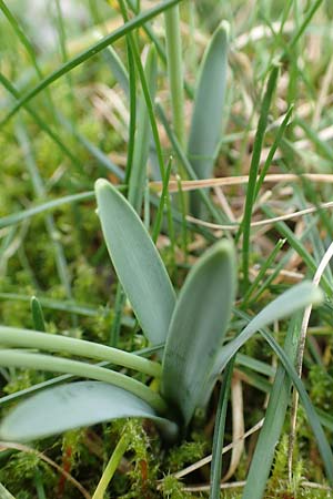 Galanthus elwesii x nivalis \ Hybrid-Schneegl�ckchen / Hybrid Snowdrop, D Mannheim 3.2.2022
