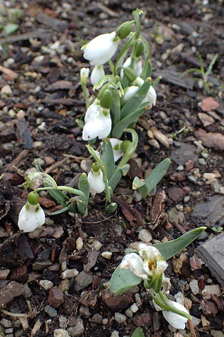 Galanthus elwesii x nivalis \ Hybrid-Schneegl�ckchen / Hybrid Snowdrop, D Mannheim 3.2.2022