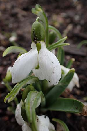 Galanthus elwesii x nivalis \ Hybrid-Schneegl�ckchen / Hybrid Snowdrop, D Mannheim 3.2.2022