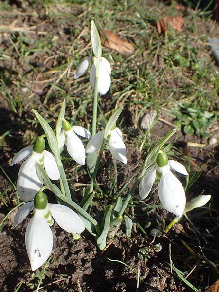 Galanthus elwesii x nivalis \ Hybrid-Schneegl�ckchen / Hybrid Snowdrop, D Mannheim 9.2.2022