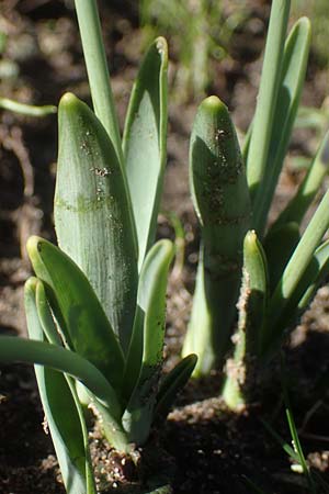 Galanthus elwesii x nivalis \ Hybrid-Schneegl�ckchen / Hybrid Snowdrop, D Mannheim 9.2.2022