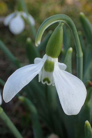 Galanthus elwesii x nivalis \ Hybrid-Schneegl�ckchen / Hybrid Snowdrop, D Mannheim 9.2.2022