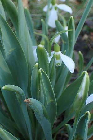 Galanthus elwesii x nivalis \ Hybrid-Schneegl�ckchen / Hybrid Snowdrop, D Mannheim 9.2.2022