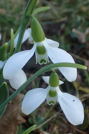 Galanthus elwesii x nivalis \ Hybrid-Schneegl�ckchen / Hybrid Snowdrop, D Mannheim 9.2.2022