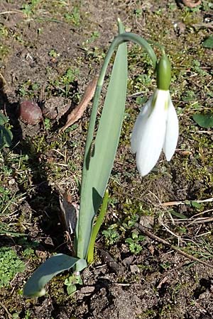 Galanthus elwesii x nivalis \ Hybrid-Schneegl�ckchen / Hybrid Snowdrop, D Mannheim-Rheinau 26.2.2022