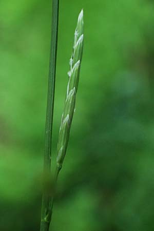 Glyceria notata \ Falt-Schwaden / Marked Glyceria, Plicate Sweet-Grass, D Sprockhövel 22.6.2025
