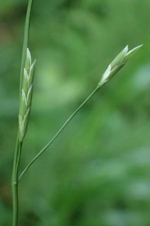 Glyceria notata \ Falt-Schwaden / Marked Glyceria, Plicate Sweet-Grass, D Sprockhövel 22.6.2025