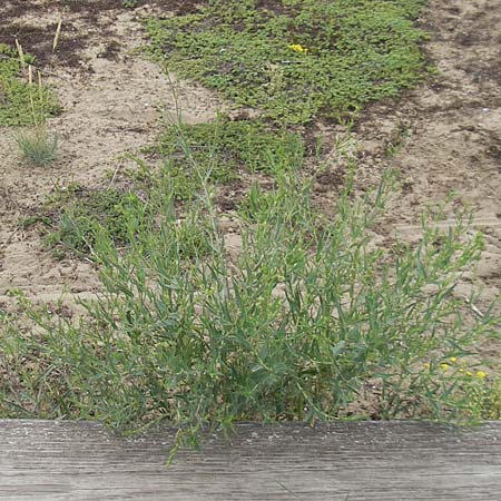Gypsophila fastigiata \ Bschel-Gipskraut / Gypsophila, D Mainz 31.5.2012