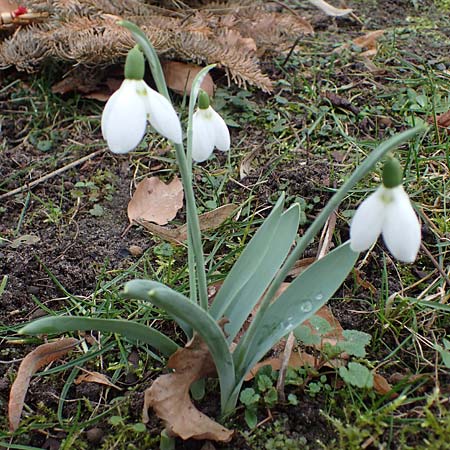 Galanthus elwesii x nivalis \ Hybrid-Schneegl�ckchen / Hybrid Snowdrop, D Mannheim 3.2.2022