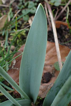 Galanthus elwesii x nivalis \ Hybrid-Schneegl�ckchen / Hybrid Snowdrop, D Mannheim 3.2.2022