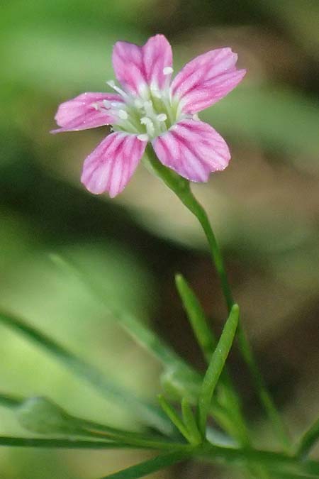 Gypsophila muralis \ Acker-Gipskraut / Cushion Gypsophila, D Bad König 20.7.2024