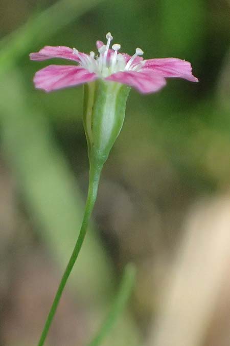 Gypsophila muralis \ Acker-Gipskraut / Cushion Gypsophila, D Bad König 20.7.2024