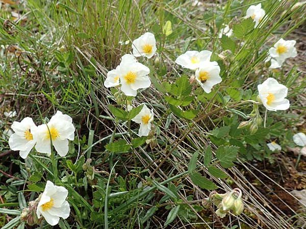 Helianthemum apenninum \ Apennin-Sonnenrschen / White Rock-Rose, D Werbach 20.5.2017
