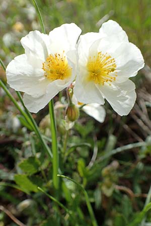 Helianthemum apenninum \ Apennin-Sonnenrschen / White Rock-Rose, D Werbach 20.5.2017