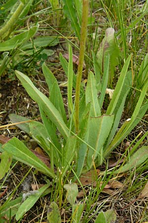 Hieracium bauhini \ Ungarisches Habichtskraut / Bauhin's Hawkweed, D Theisbergstegen 24.5.2015