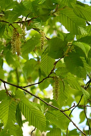 Carpinus betulus \ Hain-Buche, Wei-Buche / Hornbeam, D Mannheim 22.4.2021