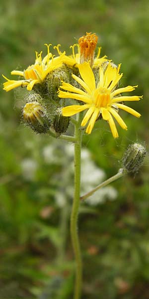Hieracium bauhini \ Ungarisches Habichtskraut / Bauhin's Hawkweed, D Theisbergstegen 24.5.2015