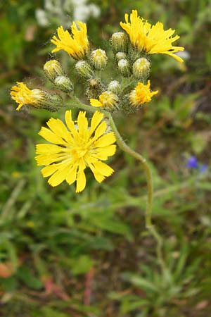 Hieracium bauhini \ Ungarisches Habichtskraut / Bauhin's Hawkweed, D Theisbergstegen 24.5.2015