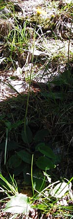Hieracium bifidum \ Gabeliges Habichtskraut / Hawkweed, D Hechingen 3.6.2015