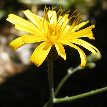 Hieracium bifidum \ Gabeliges Habichtskraut / Hawkweed, D Hechingen 3.6.2015