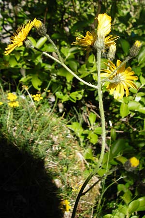 Hieracium bifidum \ Gabeliges Habichtskraut / Hawkweed, D Hechingen 3.6.2015