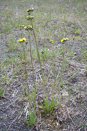 Hieracium bauhini ? \ Ungarisches Habichtskraut / Bauhin's Hawkweed, D Alsenz 6.6.2015
