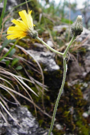 Hieracium bifidum \ Gabeliges Habichtskraut / Hawkweed, D Hechingen 20.6.2015
