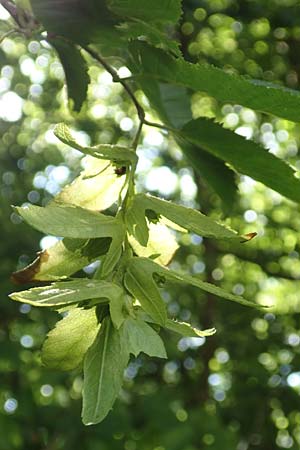Carpinus betulus \ Hain-Buche, Wei-Buche / Hornbeam, D Lonetal bei/near Bissingen 28.6.2016