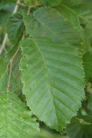 Carpinus betulus \ Hain-Buche, Wei-Buche / Hornbeam, D Lonetal bei/near Bissingen 28.6.2016